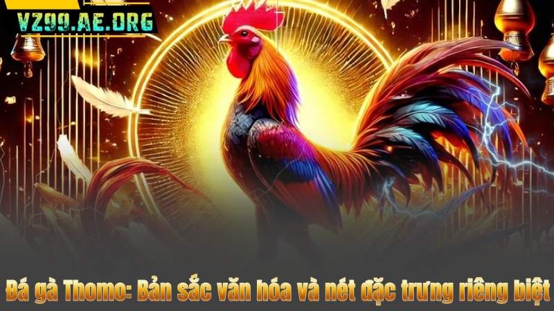 Đá gà Thomo: Bản sắc văn hóa và nét đặc trưng riêng biệt